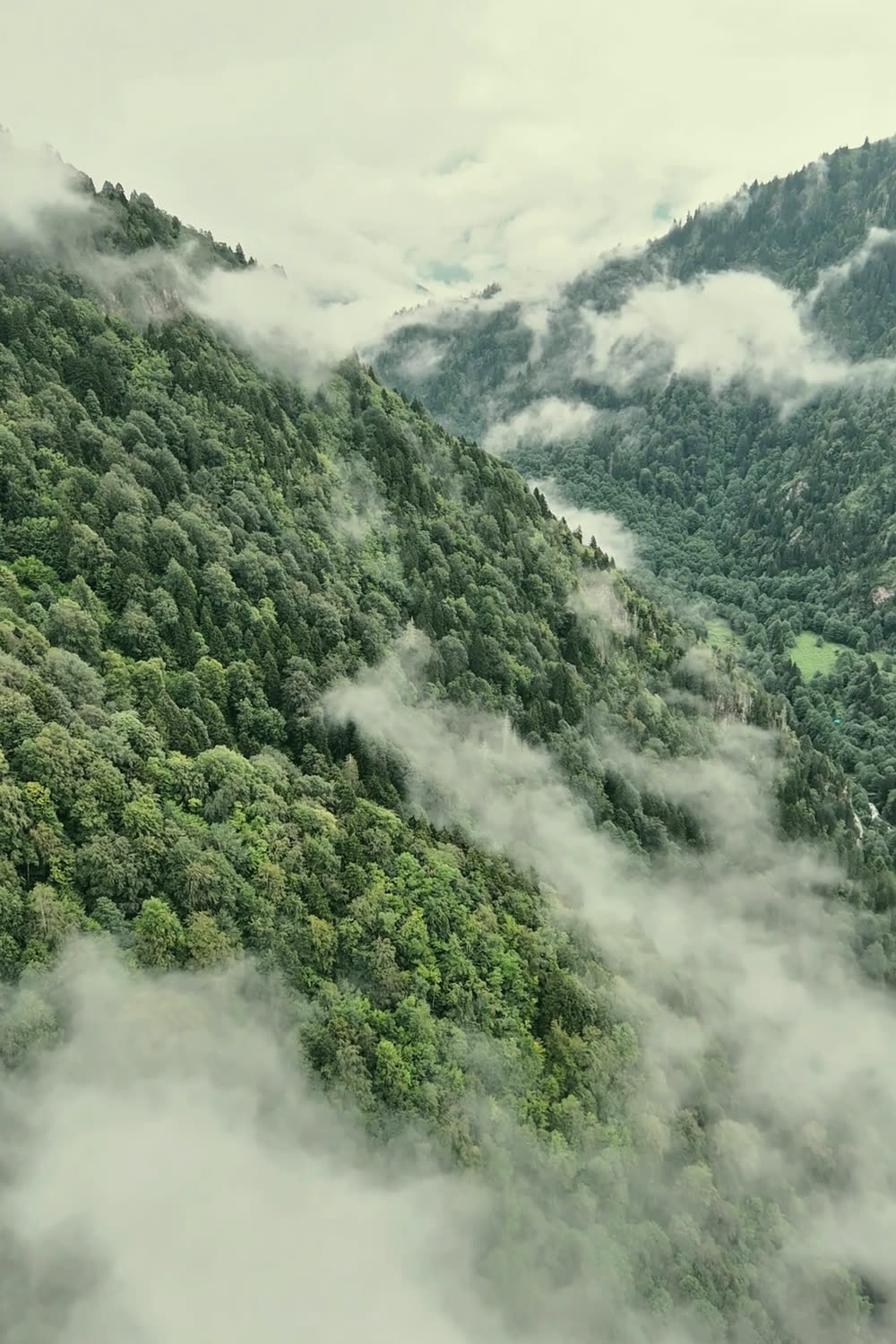The still that carried "the fog feels like rest"